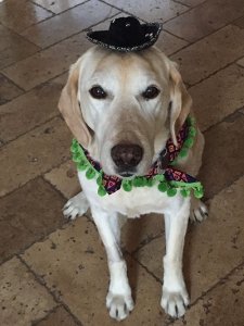 Happy Cinco De Mayo!!!