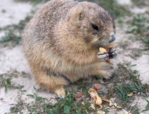 Groundhog Day In Your Relationship